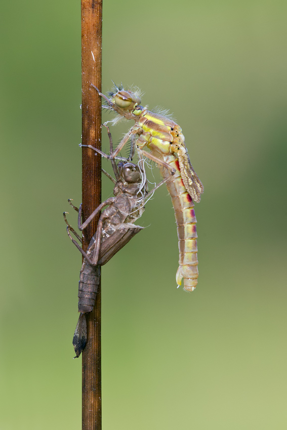 Emerging Large Red Damselfly 4